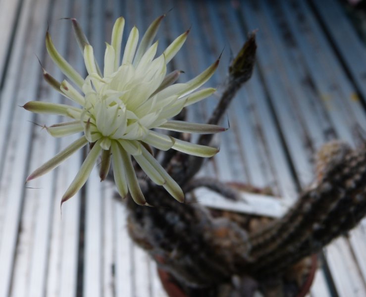 Setiechinopsis mirabalis 1.JPG