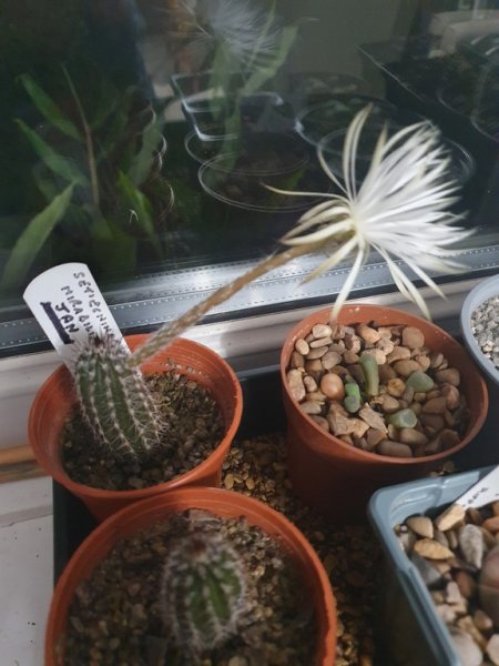 Setiechinopsis mirabilis  18 - small.jpg