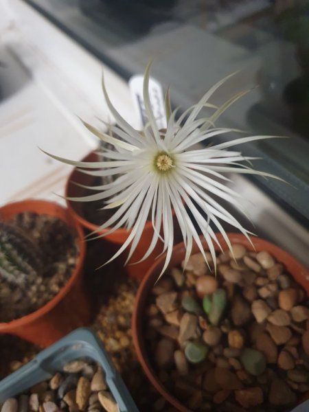 Setiechinopsis mirabilis  19 - small.jpg