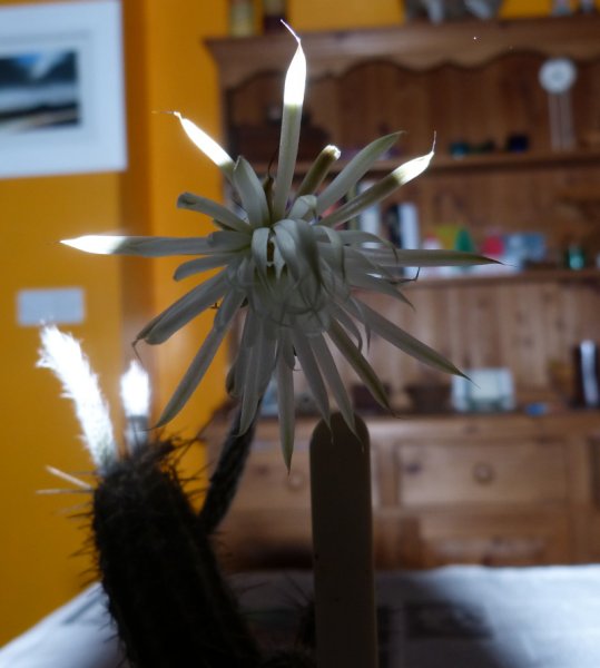 Setiechinopsis mirabilis.JPG