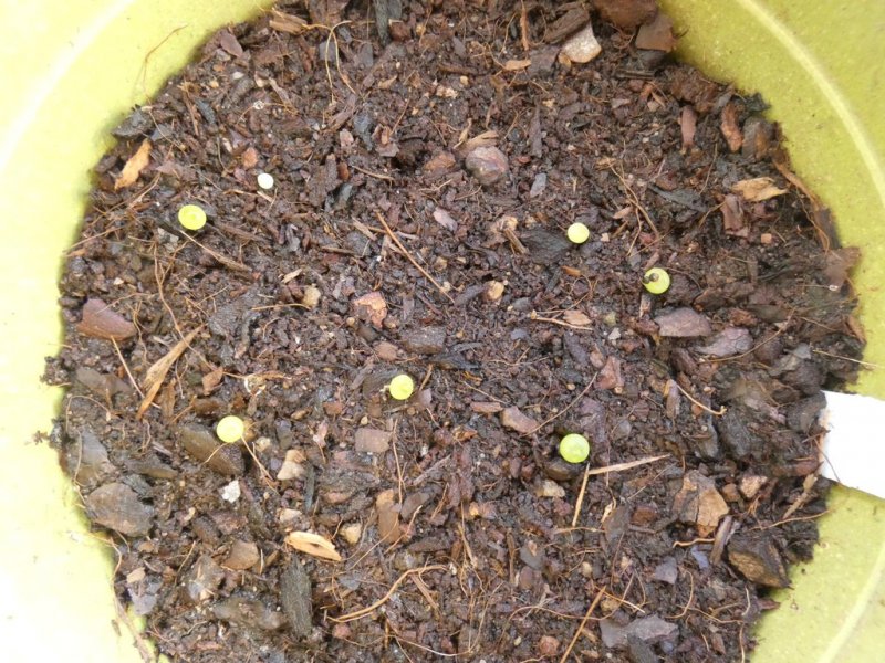 Setiecinopsis mirabilis seedlings - small.jpg