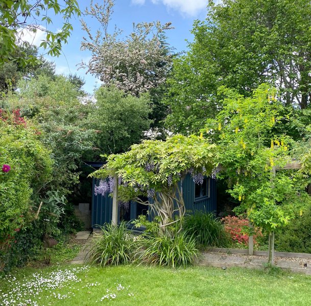 shed-wisteria.jpg