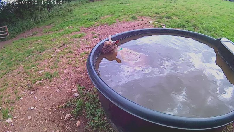 Sheep Hot Tub_Moment.jpg