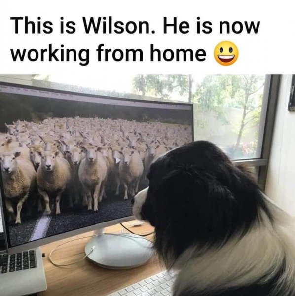 Sheepdog.jpg