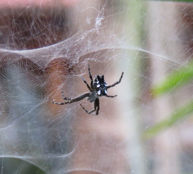 sheet web spider 1.JPG