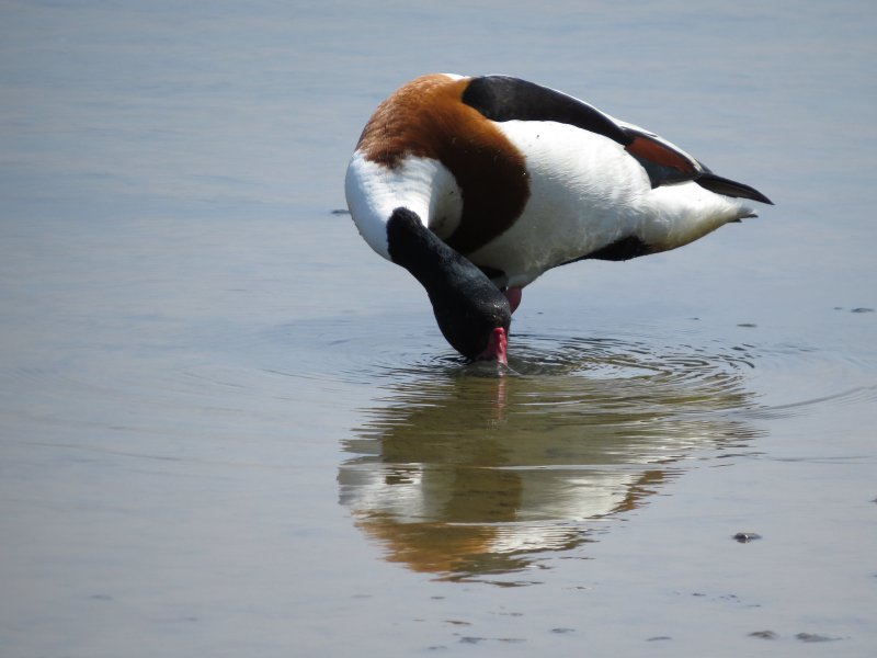 SHELDUCK.JPG