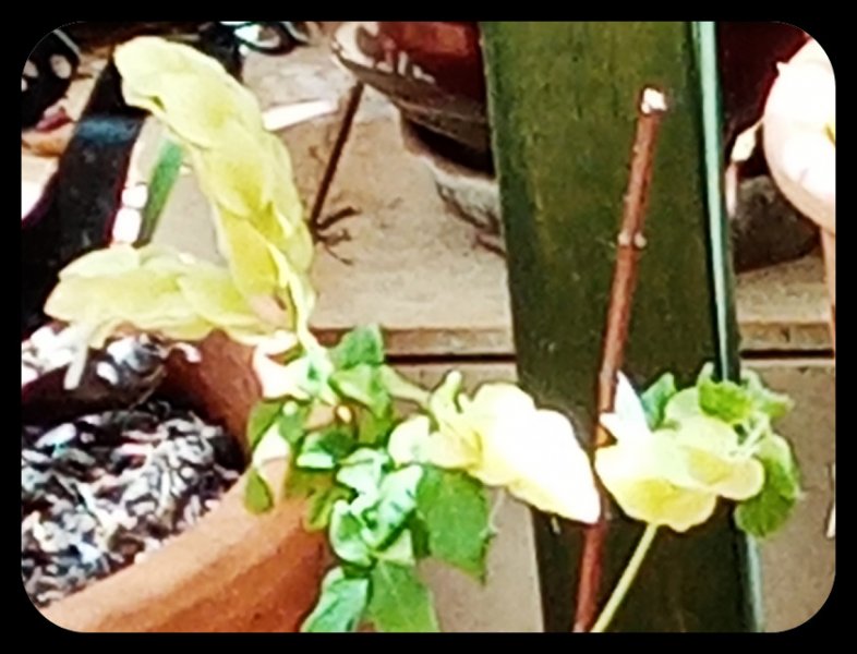 Shrimo tellow 13 Jun 22.jpg