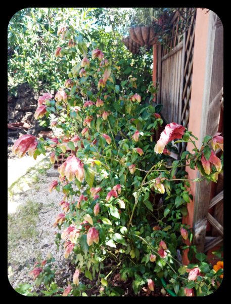 Shrimp Plant 6 Apr 22.jpg