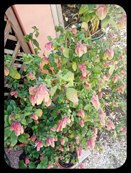 Shrimp Plant2 6 Apr 22.jpg