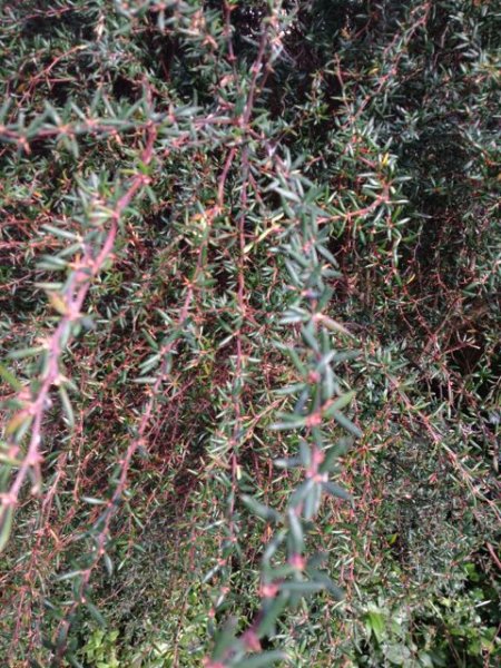 shrub 2 closeup.jpg