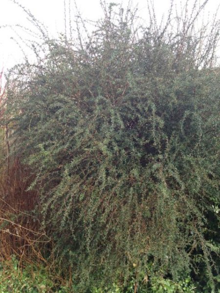 shrub 2.jpg