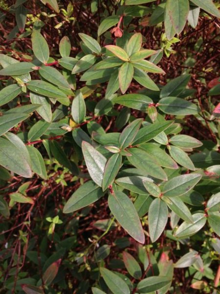 shrub 3 close up.jpg