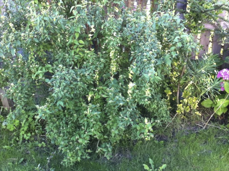 shrub 9.jpg