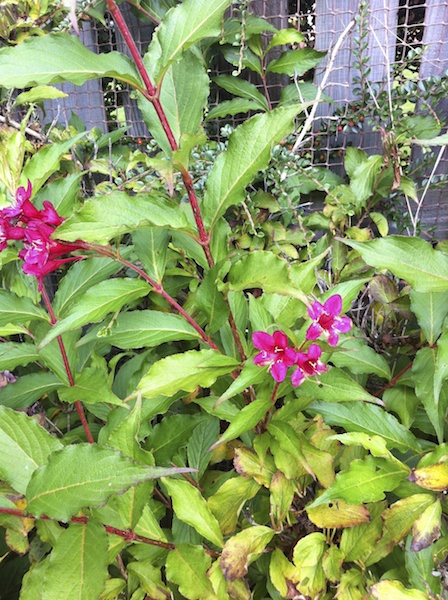 shrub cu 2012-09-02 621.jpg