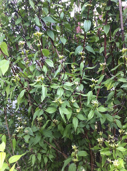 shrub cu 2012-09-02 622.jpg