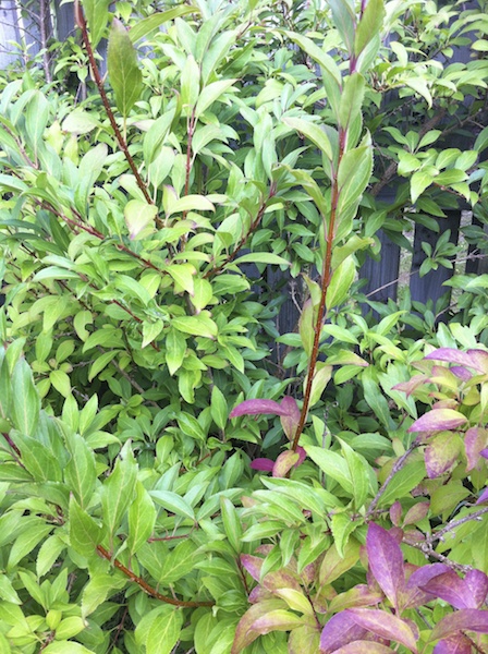 shrub cu 2012-09-02 623.jpg