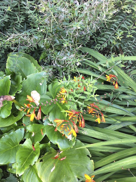 shrub cu 2012-09-02 624.jpg