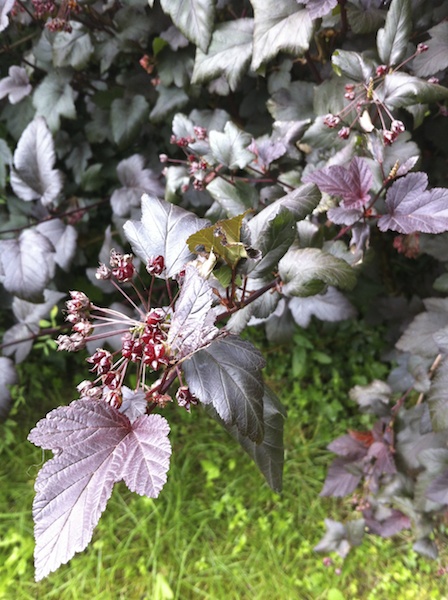 shrub cu 2012-09-02 625.jpg