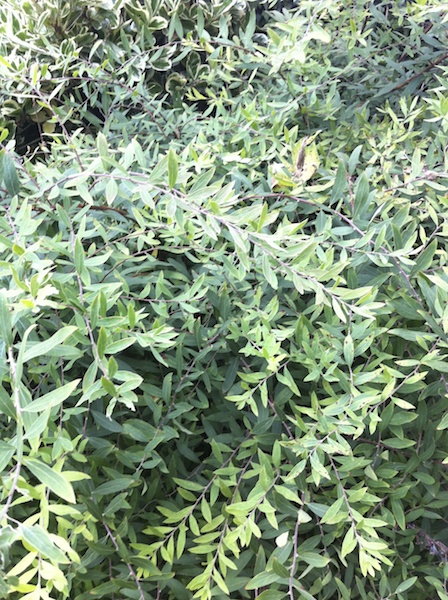 shrub cu 2012-09-02 626.jpg
