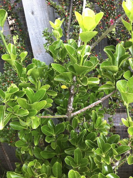 shrub cu 2012-09-02 627.jpg