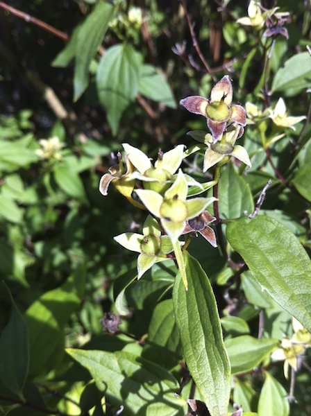 shrub cu bud 2012-09-02 621.jpg