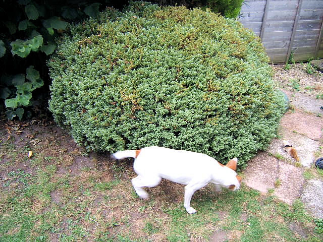 SHRUB WITH DAISY.jpg