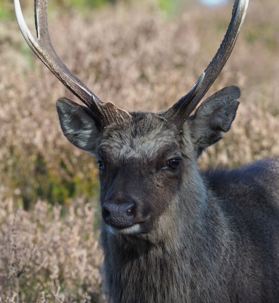 sika stag2.jpg