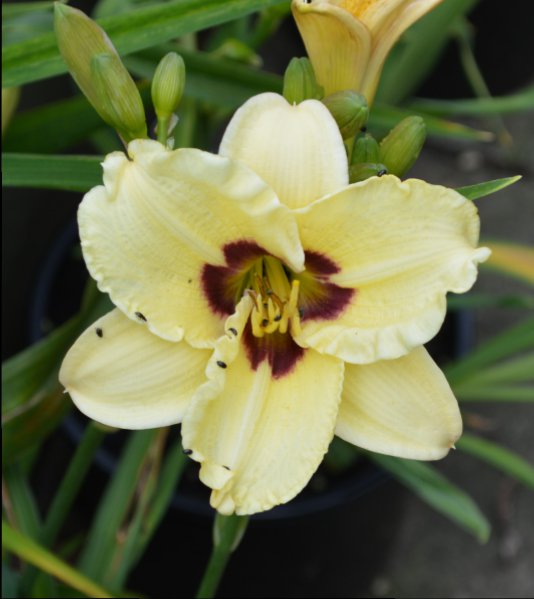 siloam doodlebug.JPG