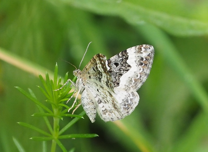 silver-ground carpet moth.jpg