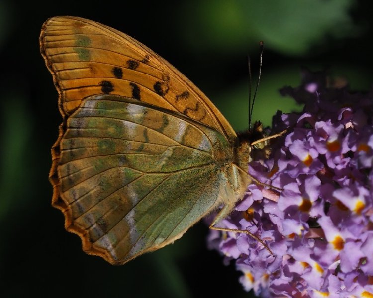 silver washed fritillary 2019.jpg