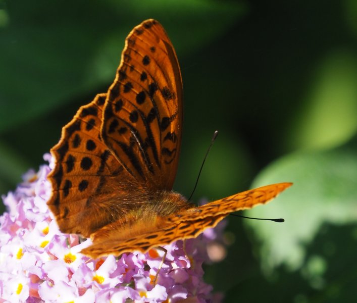 silver washed fritillary 2019B.jpg