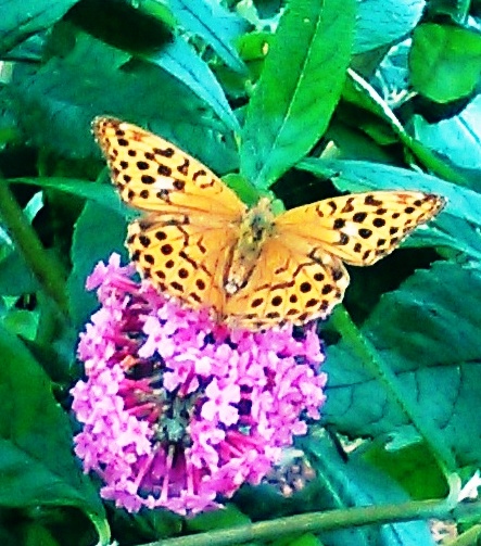 Silver washed Fritillary_Nectaring on Buddliea_Pink Delight.jpg