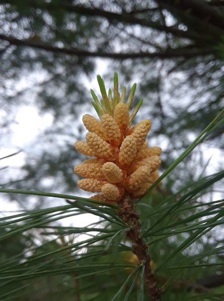 single baby cone.jpg