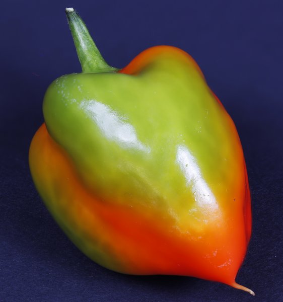 Single Red Green Habanero 2000.jpg