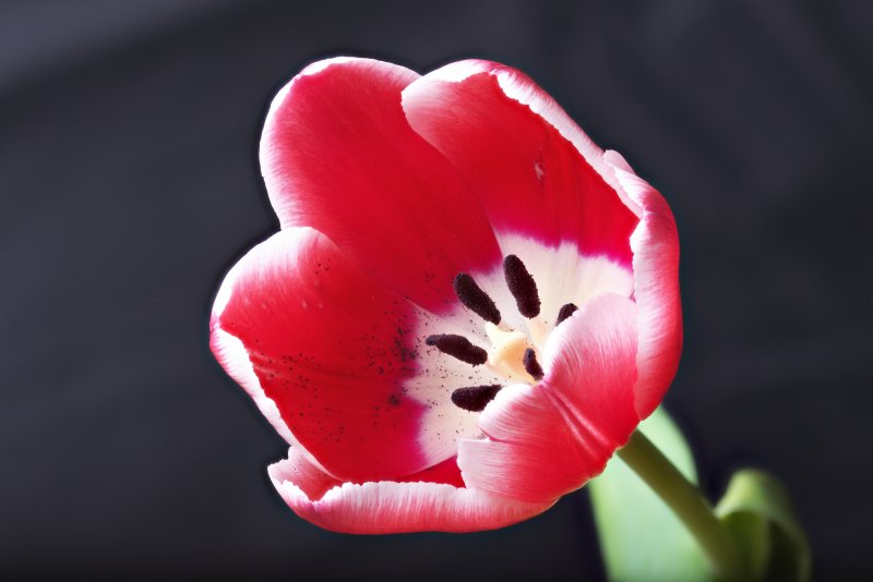 Single Red White Tulip 4000.jpg