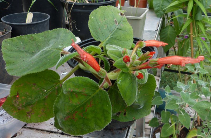 Sinningia cardinalis 2.JPG