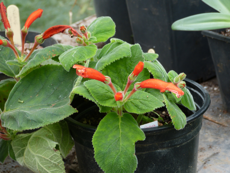 Sinningia cardinalis 3.JPG