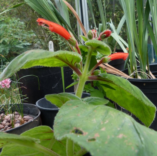 Sinningia cardinalis .JPG