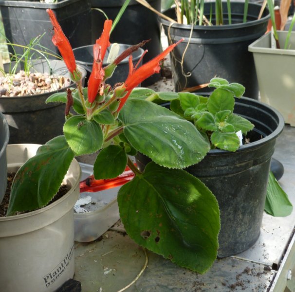 Sinningia cardinalis1.JPG