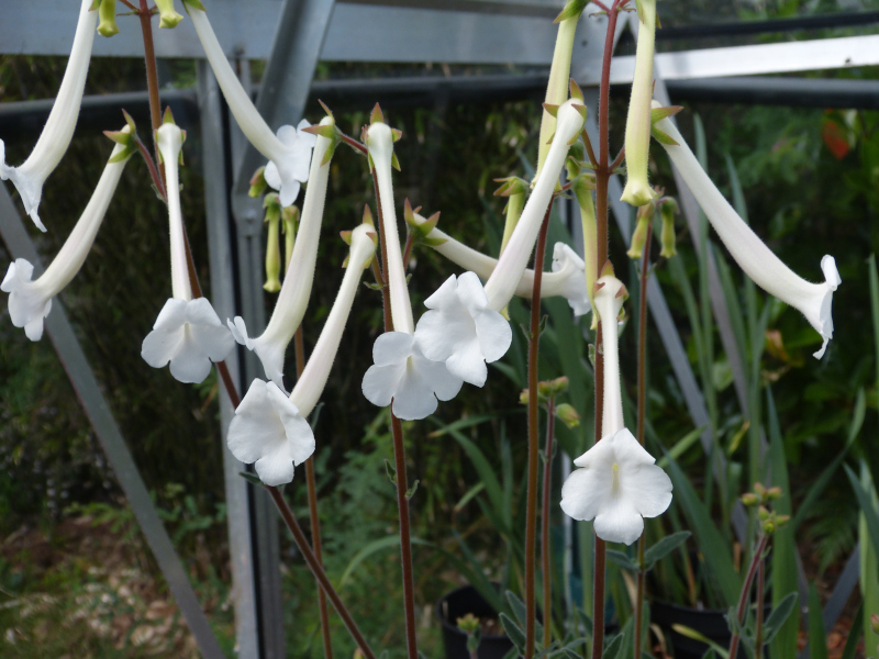 Sinningia tubiflora.JPG