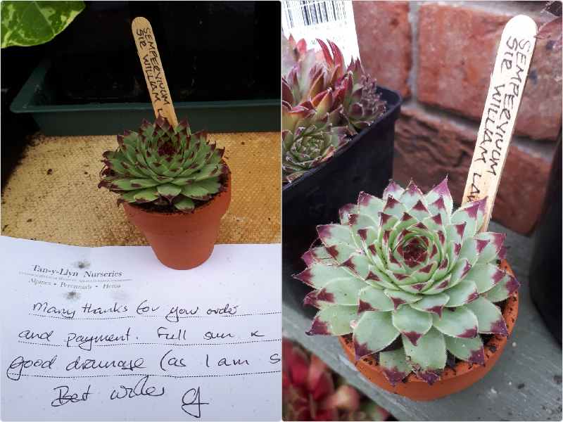 Sir William Lawrence.jpg