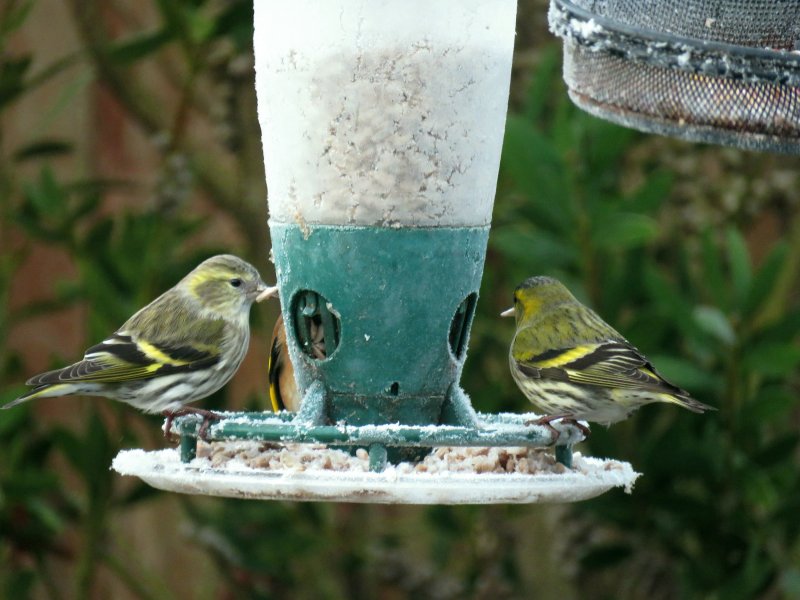 SISKIN 1.JPG