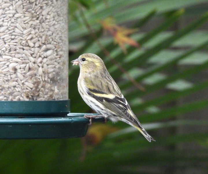 Siskin 1.jpg