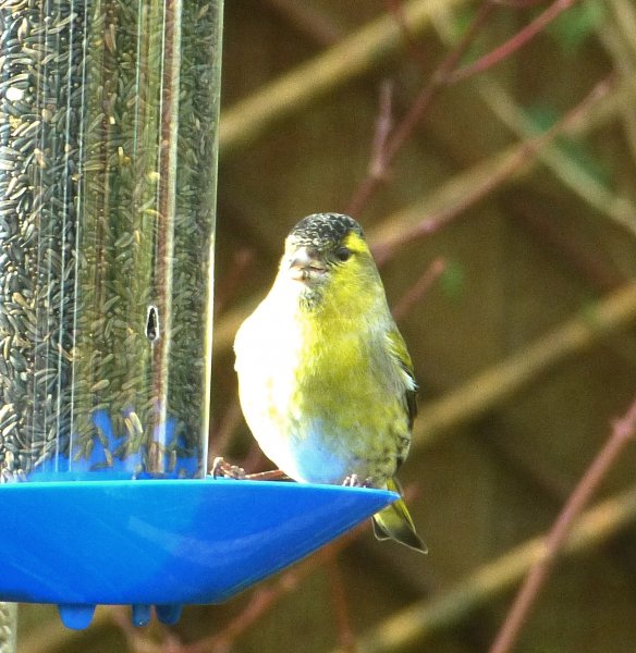 siskin 1.JPG