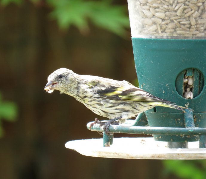 Siskin 2.JPG