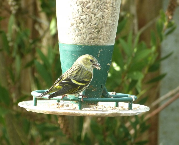 siskin 2.JPG