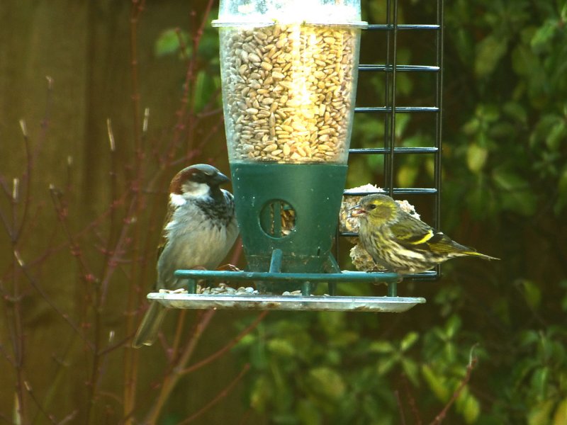 Siskin 5.JPG