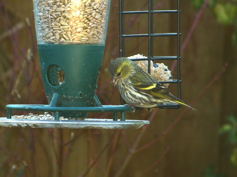 siskin 6.JPG