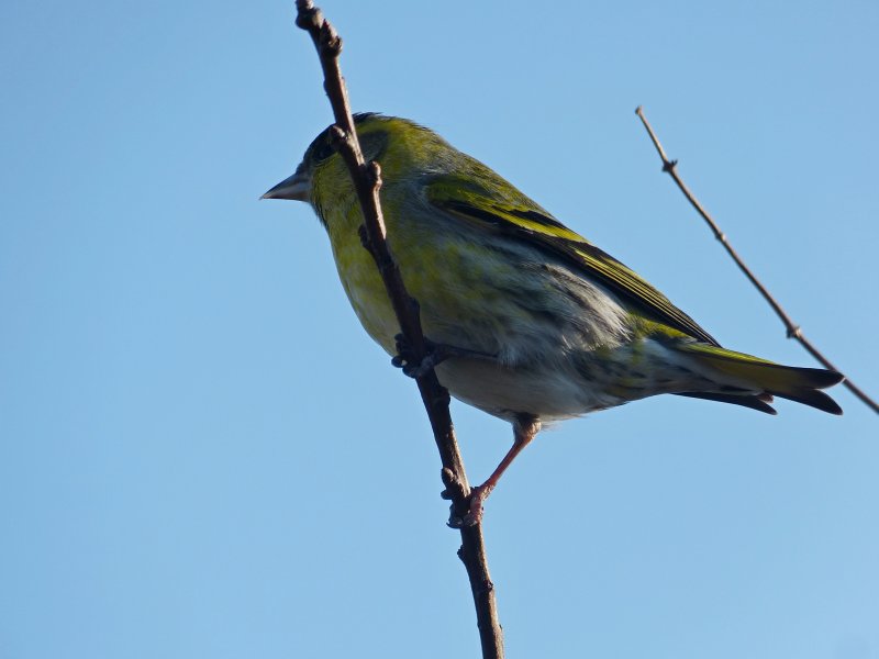 Siskin 8.JPG