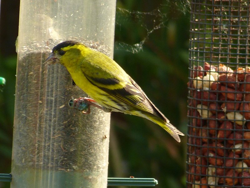 Siskin - garden (2).JPG
